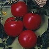 Tomato Garden Seeds - Arkansas Traveler - 250 Mg Packet ~90 Seeds - Non-GMO, Heirloom Vegetable Gardening Seed