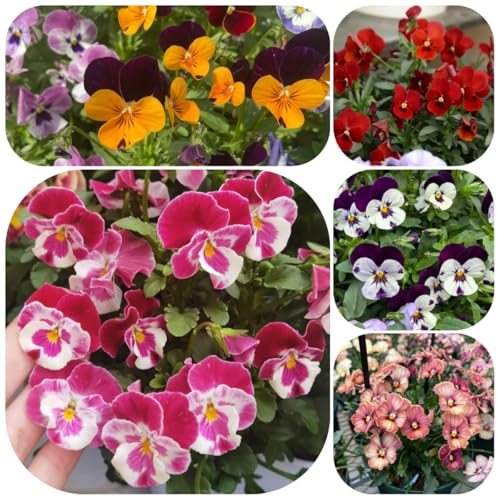 semi di viola del pensiero resistenti - balcone giardino decorative soggiorno 150pcs