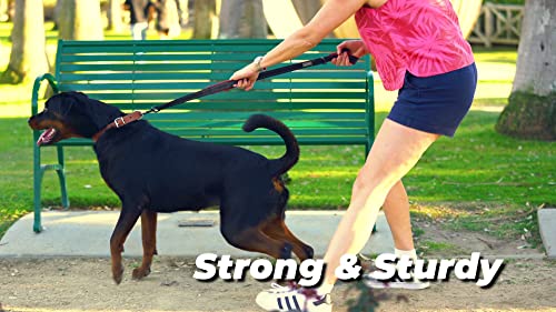 Arystan Genuine Leather Padded Studded Dog Collar - Adjustable Collar W/ Soft Padding And Studs (Small, Brown) #TOP5