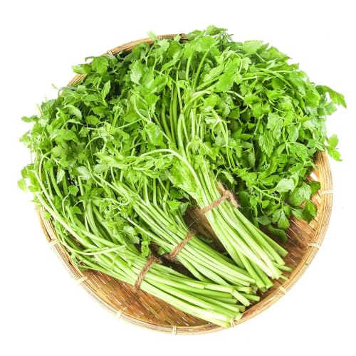 1000 piezas semillas de berro semillas saladas berro orgánicas, balcón, exóticas invierno