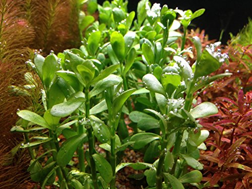 Bacopa monnieri - 1x Bunch - Piante acquatiche