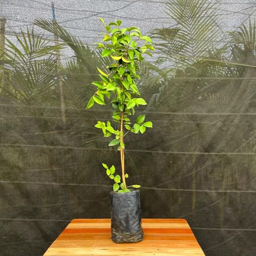 Muda Frutífera de Guabijú