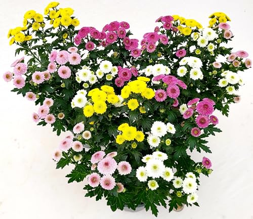 POWERS TO FLOWERS - CRISANTEMO PON PON CARNAVAL MULTICOLORE, 3 PIANTE vaso 12cm, Piante Vere