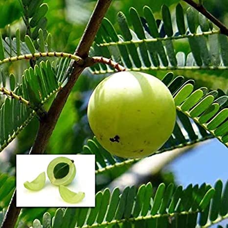Golden Bloom Thai Original 1 Green Amla Sweet Hybrid Grafted Fruit Live Tree Plant