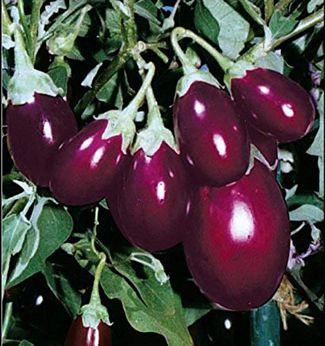 Golden Hills Farm Brinjal Small Chu Chu 500 seeds (B07NC9XVTS) Amazon Price History, Amazon Price Tracker