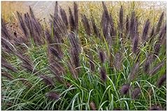 Stauden Gänge 3 x Pennisetum...