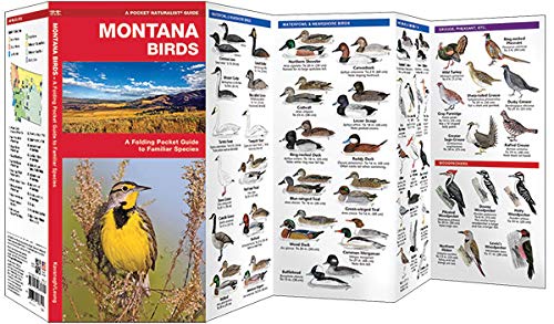 Montana Birds: A Folding Pocket Guide To Familiar Species (Wildlife And Nature Identification) #TOP1