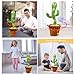 Cactus Bailarin, Cactus Bailarin Repite español Imagen de Cactus Bailarin, Cactus Bailarin Repite español