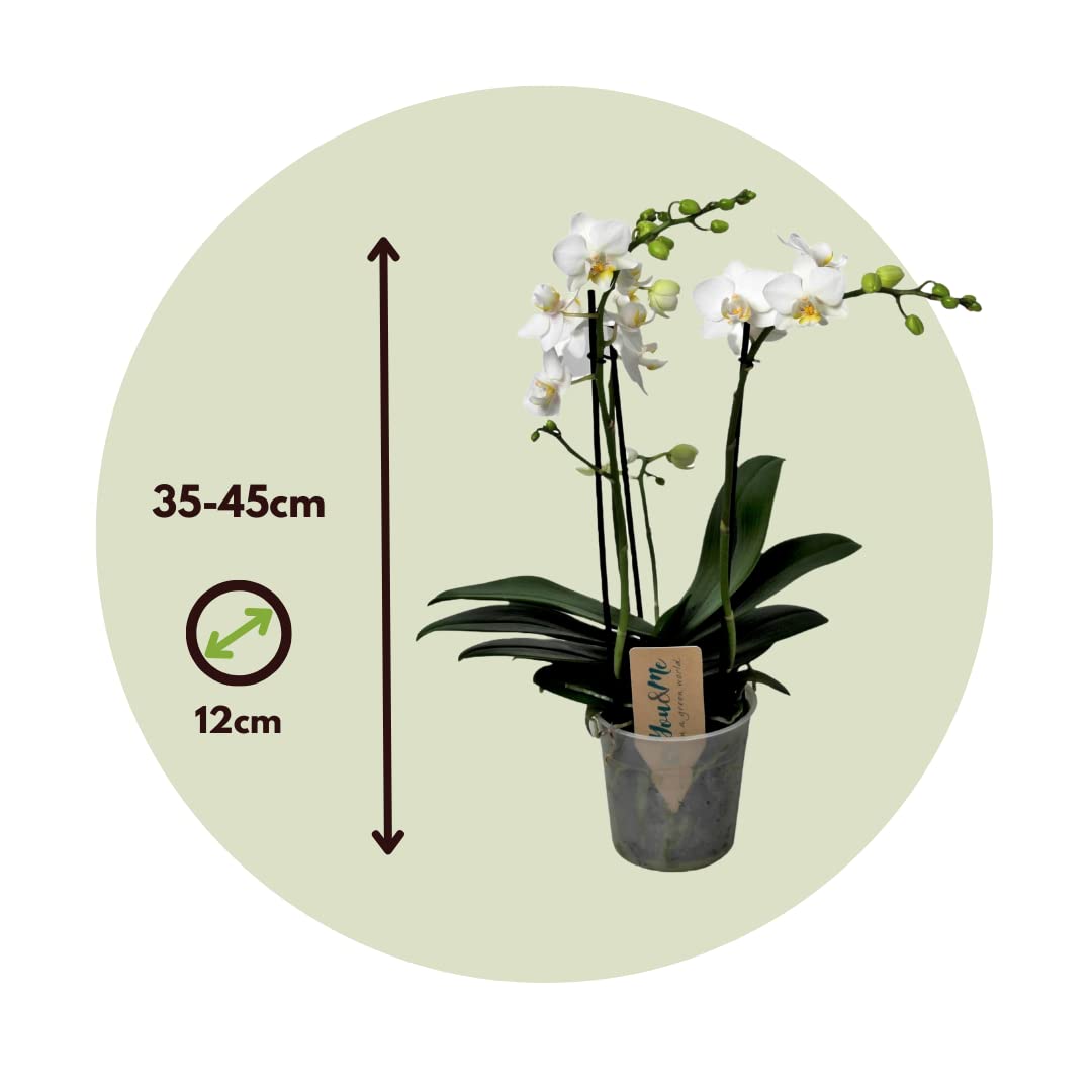 Plant in a Box - Phalaenopsis Multiflora - Orquídea Blanco - Planta de interior en flor - Apta para gatos - Maceta 12cm - Altura 35-45cm
