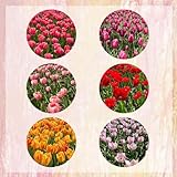 Um viele Blumen zu produzieren, ist eine gute Lichtquelle erforderlich. Kümmern Sie sich gut darum und Sie werden einen schönen und schönen Garten haben.