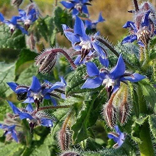 300 Blue Star Borage Herb Flower Seeds Borago Officinalis Edible Flowers