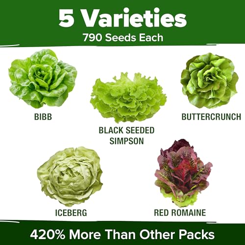 Image of HOME GROWN Lettuce Seeds 5 Variety Mix 3950+ Bulk Pack Heirloom Non-GMO, High Germination, Romaine, Bibb, Buttercrunch, Iceberg, Black Seeded Simpson, Indoor Outdoor Hydroponic Garden (Lactuca sativa)