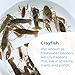 Toledo Goldfish Crayfish: Live Crawdads Perfect for Stocking Ponds or Aquariums - 10 Count