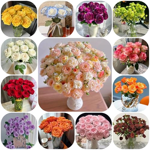 semillas de rosas raras aromáticas, para el balcón, rosa trepadora resistentes y fragantes de sombra, balcón resistentes 150pcs