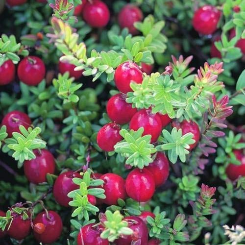 See full amazon price history chart for Royal Paradise Garden Rare Red Cranberry Seeds for Growing (30 Seeds Pack) Royal Paradise Garden Rare Red Cranberry Seeds for Growing (30 Seeds Pack) (B07H38FJT5) Amazon Price History, Amazon Price Tracker