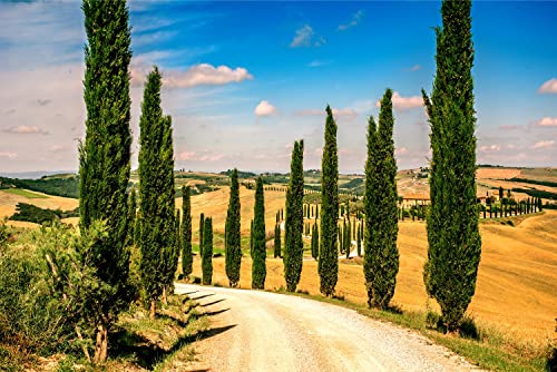 100 Italian Cypress Seeds for Planting | Exotic Evergreen Tree Seeds to Grow, Great for Landscaping and Hedge Rows