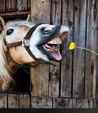 Poster humoristique de cheval avec fleur sans cadre 30,5 x 45,7 cm Cover