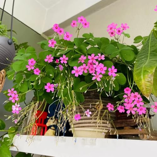 2 pz bulbi di oxalis triangularis Vaso per piante in vaso resistente Piante da balcone Piante da balcone Piantare bulbi da fiore per esterno Aiuole rialzate per piante d'appartamento