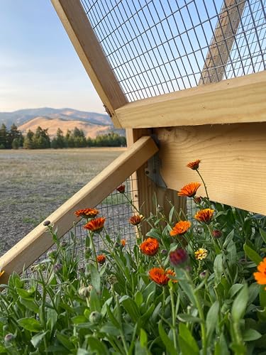 Aromatics International Calendula Hydrosol 100ml | Gentle Aromatic Mist for Daily Use - Image 5