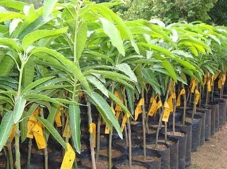 Siam Garden Sweet Green Mango(Kaccha Mitha Aam) Live Grafted Plant