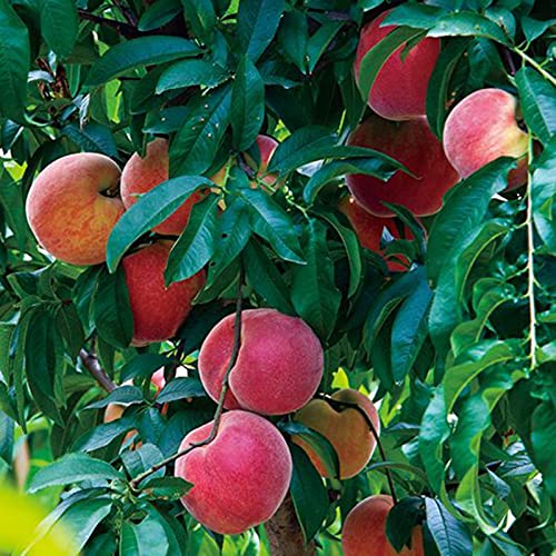 AchidistviQ 100 Pièces Graines D'arbres Fruitiers Nain Pomme Cerise Poire Prune Petit Arbre Fruitier Vivace Plantes De Jardin En Pots De Fleurs Graines de fruits Cover