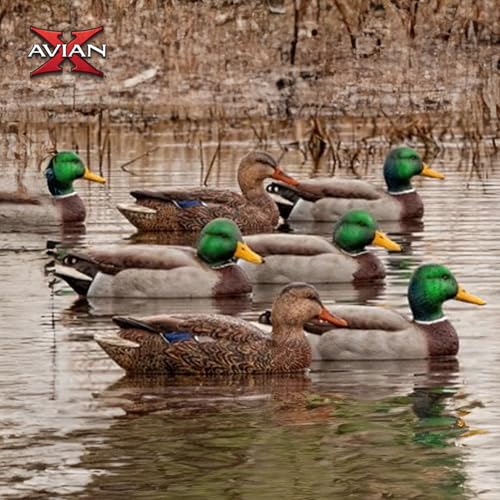 Avian X Top Flight Open Water Mallard Duck Decoys, Ultra Realistic Floating Hunting Decoys with Weight Forward Swim Keel, Multicolor, 6 Pack - Thumbnail 6