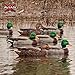 Avian-X Top Flight Open Water Mallard Duck Decoys, Ultra Realistic Floating Hunting Decoys with Weight Forward Swim Keel, Multicolor, 6 Pack (3 Pack)