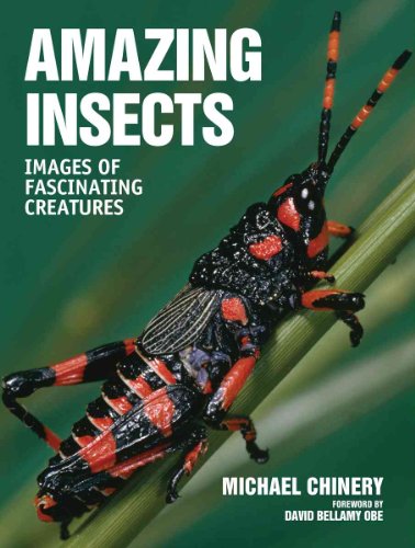 Amazing Insects: Images of Fascinating Creatures