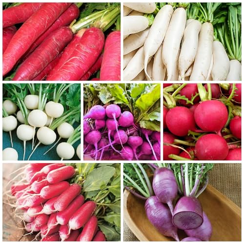 7 Types Radish Seeds Pack for Planting -900+ Including Cherry Belle Watermelon Radish Purple Plum and Daikon Individually Packed Red Radish Mixed Radish Seeds for Home Outdoor