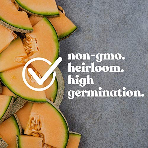 Melon Seeds - Tendral Verde Tardif - 5 Lb ~96000 Seeds - Cucumis melo - Non-GMO, Heirloom - Fruit Gardening