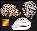 Florida Shells and Gifts Inc. One Select Tiger Cowrie (Cypraea Tigris) Shell 2 1/2