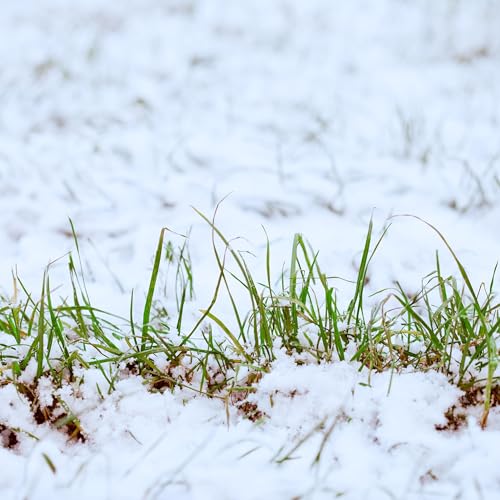 Winter Seeding Ahead of Heavy Snow, Seed Starting Basics, Preparing For Pruning