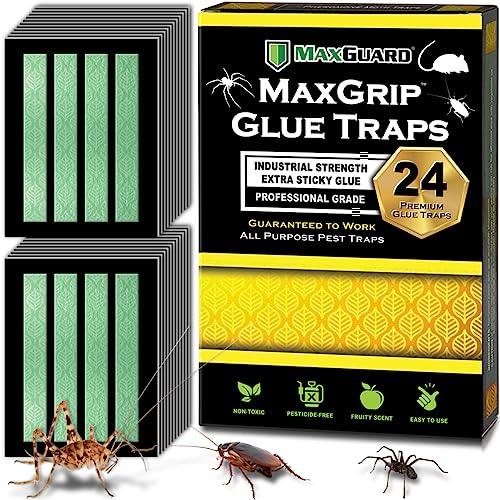 MaxGuard MaxGrip Glue Traps (24 Traps) Non-Toxic Extra Sticky Glue Board Pre-Baited with Fruity...