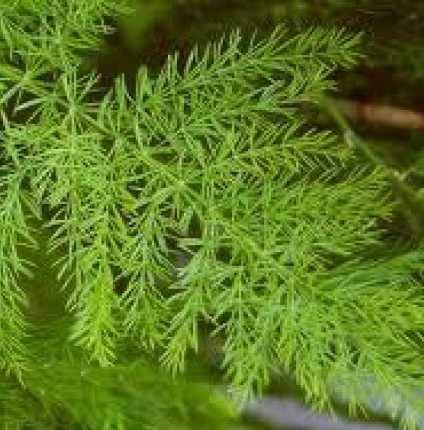 shatavari sapling plant, asparagus racemosus, satavar, shatamull, satawari, (B07KSS3SCX) Amazon Price History, Amazon Price Tracker
