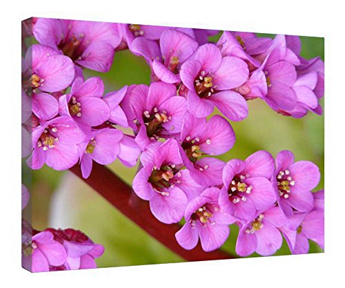 Toile Bergenia encadrée bois tableau d'art fini mat 40,6x50,8 cm