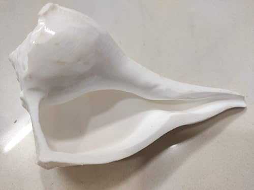 Indian Shubh Sanket Vastu Shankh Dakshinavarti 6 pulgadas por Indian Collection