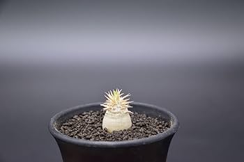 Amazon.co.jp: 稲穂園芸店No.88 白花 Pachypodium brevicaule