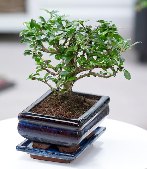 Bonsai Carmona— Fukien Tea Tree in 12cm Pot