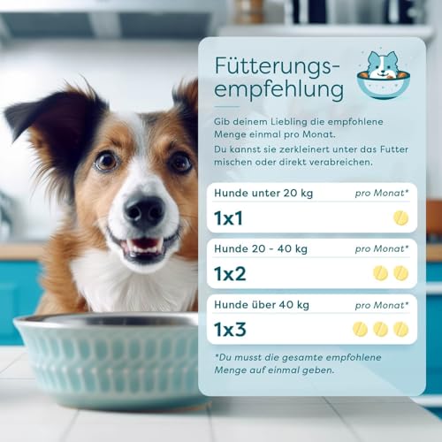 Dr. SAM wufit Dogs Tabletten – Ergänzungsfuttermittel zur Unterstützung der Magen-Darm-Funktion nach exklusiver Tierarzt-Rezeptur, für Hunde bis 20kg (1-Monatspackung)
