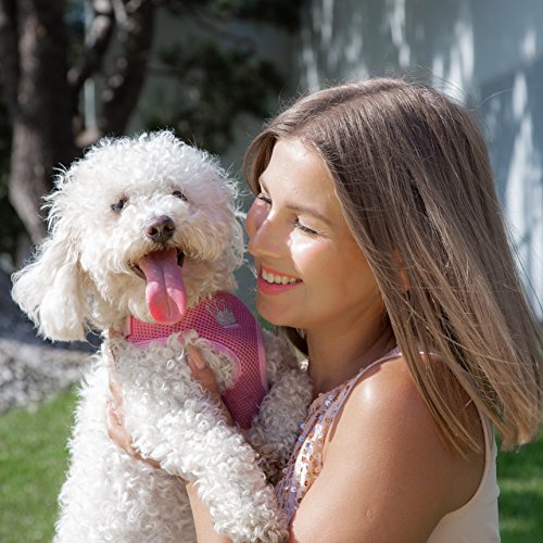 Dog Fashion Spa Dog Shampoo Moisturize And Nourish Your Pet's Skin With Aloe And Chamomile - Great Toxin-Free Pet Shampoo For Puppies, Senior Dogs, Small And Large Dogs - Made In Usa - 1 Gallon #TOP2