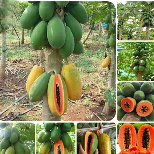 Taiwan 786 F1 Hybrid papaya seeds for planting || Planting seeds for hybrid papaya || Pepe seeds (300 seeds)