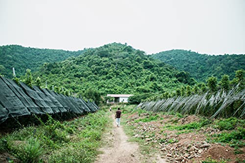 Windspiel Premium Dry Kampot Pfeffer Gin Set 47% 0,5l + 33g roter Kampot Pfeffer ganz – Bild 8