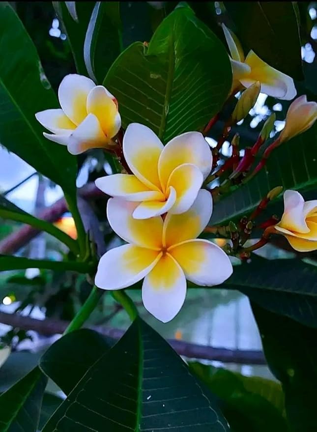 Paudha Store-Frangipani,Plumeria,Golachin,Champa, Deva Ganugala,Deva ganneru,Plumeria rubra Live Flower plant Actual Plant Height 1.5 ft to 2.5ft (Hybrid, Pack of 1) (B0D9BSM4PG) Amazon Price History, Amazon Price Tracker
