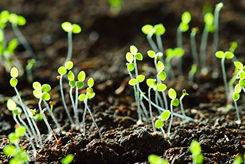 Earthcare Seeds White Horehound 100 Seeds (Marrubium vulgare) Non GMO - Heirloom - Perennial - Open Pollinated - Image 6