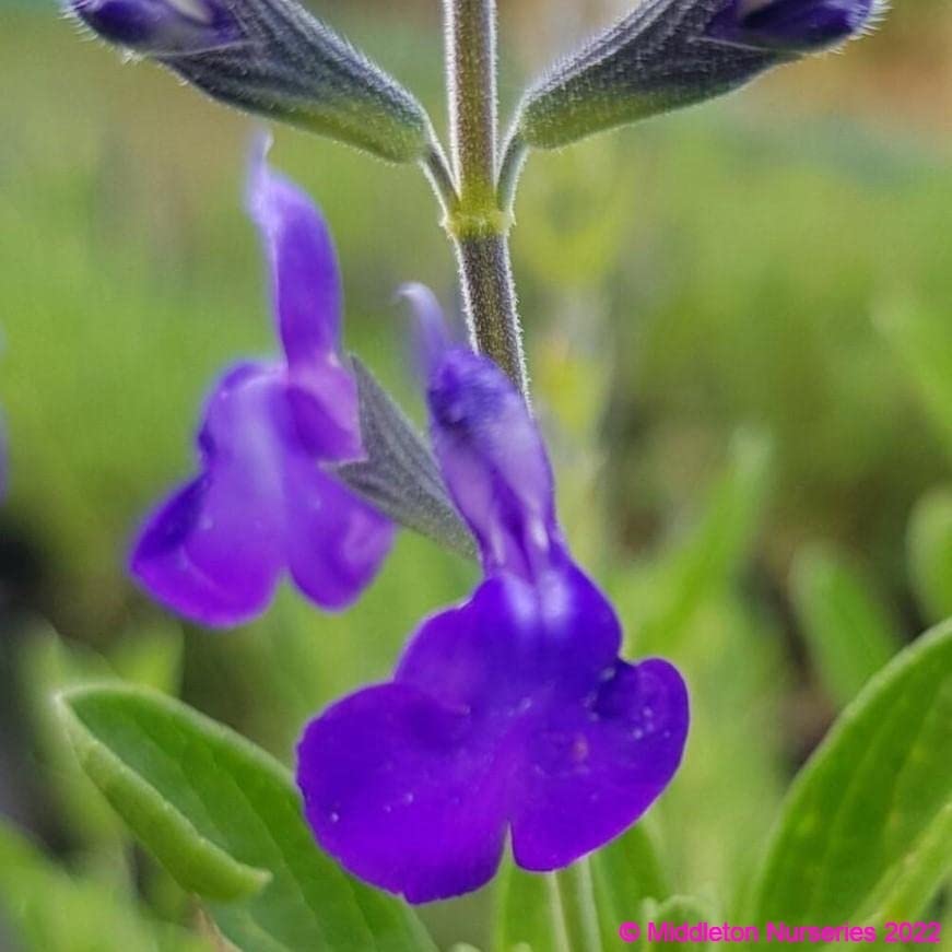 Salvia greggii βBlue Noteβ- Salvia That is Ready to Plant Out- Comes Back Every Year (Hardy) - Flowers from Summer to Autumn- Loved by Bees (Middleton Nurseries) (3X P9(9cm Pot))