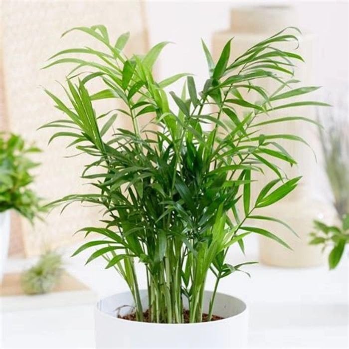 Desk Plant Palm Live Indoor Summer Plant for Office & Study Table Decor (1 Healthy Live Plant With Pot)