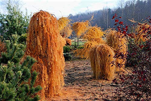 1233-Dwarf Weeping Larch Tree (Larix Decidua 'Pendula') Seeds By Robsrareandgiantseeds Upc0764425789161 Non-Gmo,Organic,Usa Grower,Bonsai,Rapid-Growing,Perennial,Unique,Specimen,Fall Package 15 Seeds #TOP5