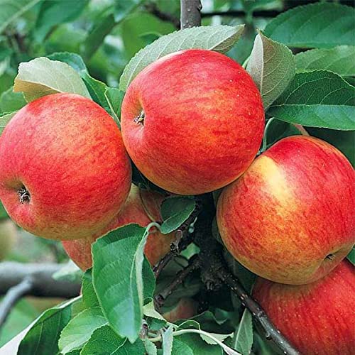See full amazon price history chart for Mphmi Plantslive Apple Tree (Grafted) - Plant Mphmi Plantslive Apple Tree (Grafted) - Plant (B09NBTC826) Amazon Price History, Amazon Price Tracker