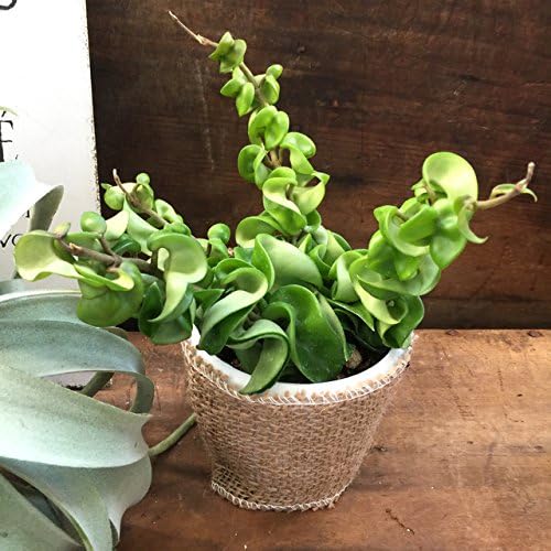 Amazon ホヤ カルノーサ コンパクタ 観葉植物 観葉植物 オンライン通販 Amazon ホヤ カルノーサ コンパクタ 観葉植物 観葉植物 オンライン通販
