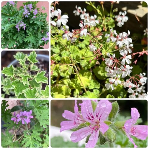 semillas de geranio perfumadas - pelargonium graveolens - medicinales, balcón de geranio limón Jardín de interior, 10pcs